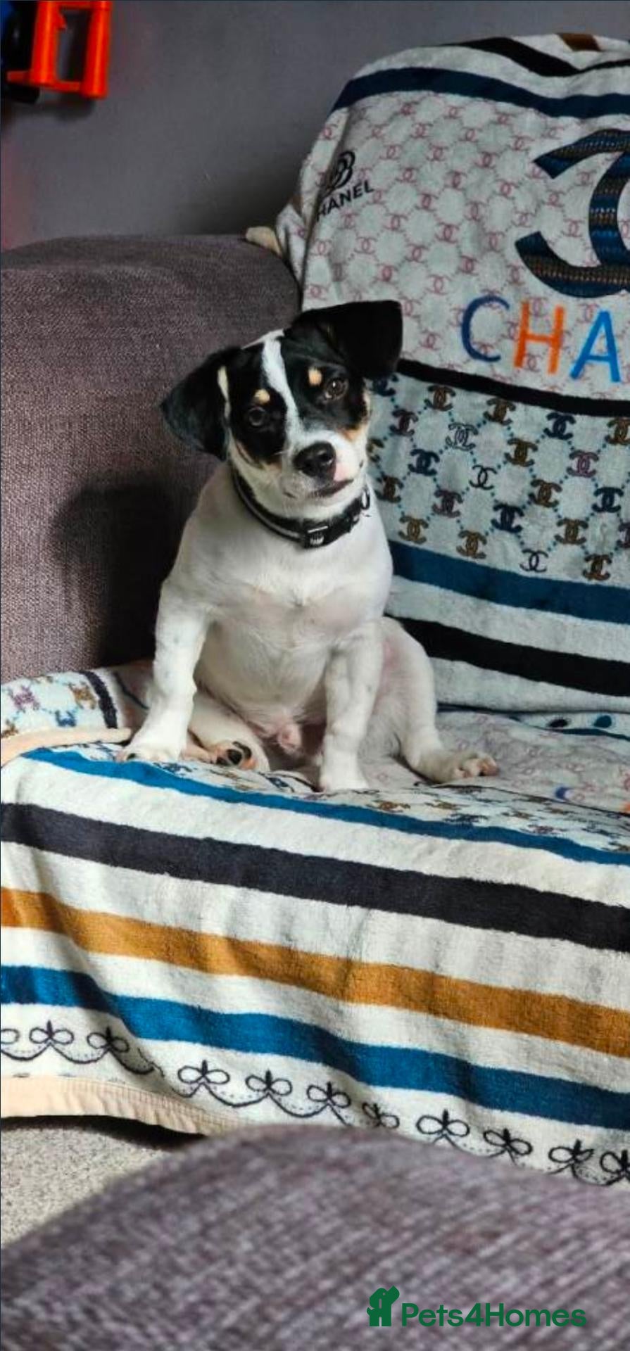 Jack Russell dogs Jack russell chase for new home - Advert 1
