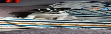 Jack Russell