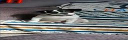 Jack Russell dogs for sale: Jack russell chase for new home - Advert 1