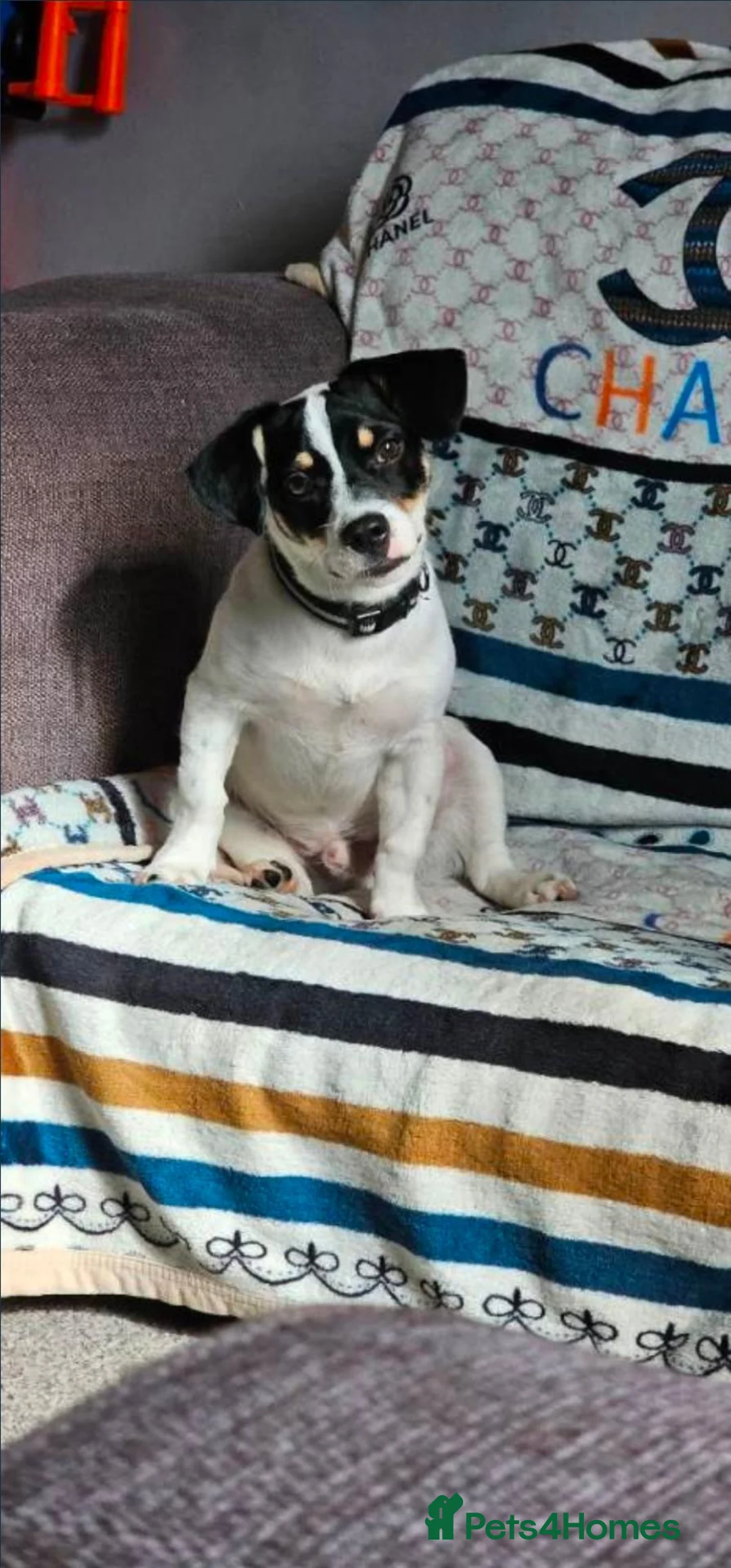 Jack Russell dogs for sale: Jack russell chase for new home - Advert 1