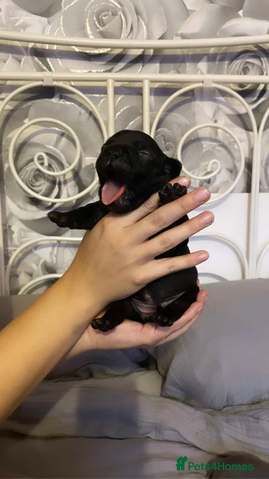 Mixed Breed dogs for sale: French Bulldog X Pocket Bullies for sale  - Image 8