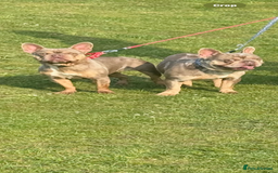French Bulldog dogs for sale: 2 year old French bulldogs for sale - Image 3