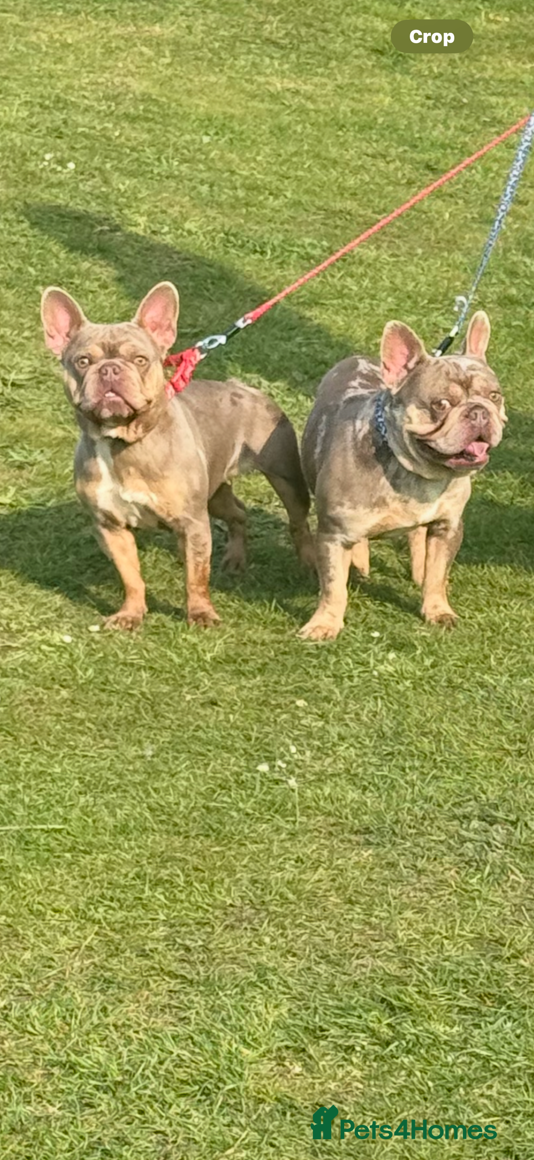 French Bulldog dogs for sale: 2 year old French bulldogs for sale - Image 3