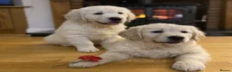 Golden Retriever dogs for sale: Extensively health tested Golden retriever puppies - Advert 4