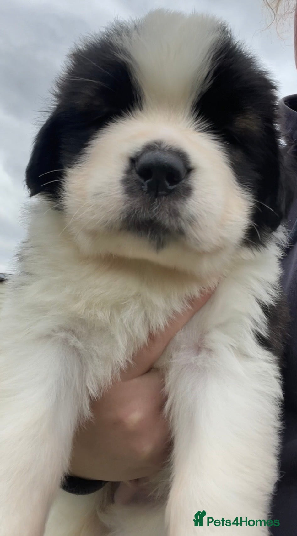 Saint Bernard dogs KC Registered Saint Bernard Puppies - Advert 1