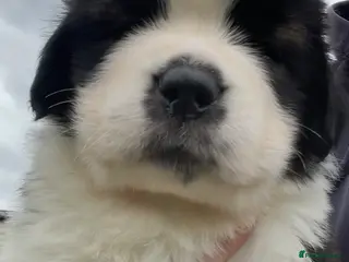 Saint Bernard dogs KC Registered Saint Bernard Puppies - Advert 1