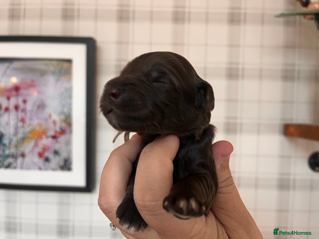 Australian Labradoodle dogs for sale: Home raised, DNA tested, Australian Labradoodles - Image 17