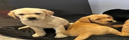 Labrador Retriever dogs for sale: Labrador puppies in Bishop Auckland - Advert 4