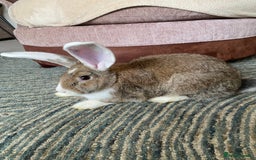 Continental Giant rabbits for sale: Continental giant rabbits  - Image 18