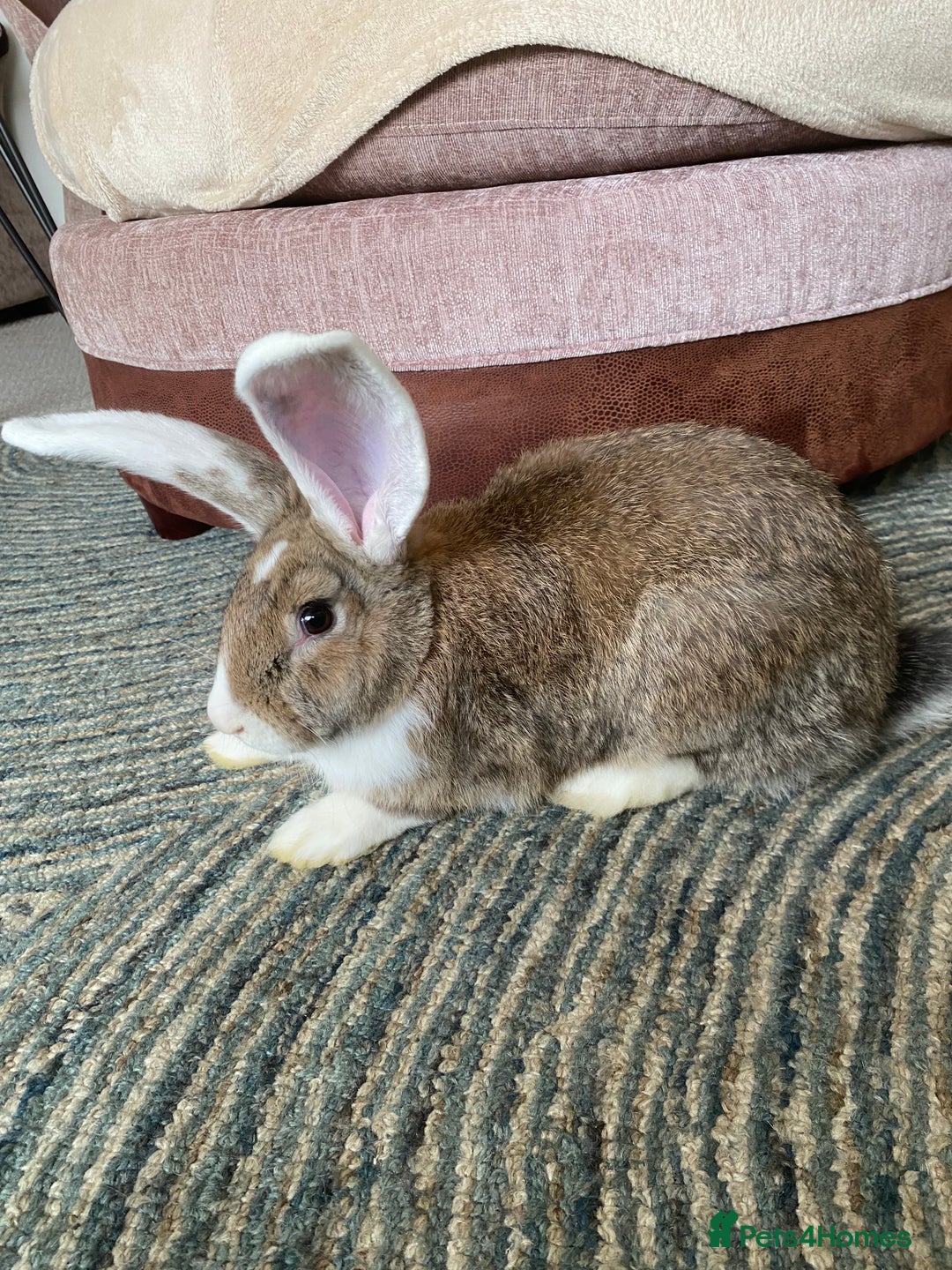Continental Giant rabbits for sale: Continental giant rabbits  - Image 18