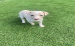 Italian Greyhound dogs for sale: Italian greyhound puppies - Image 9