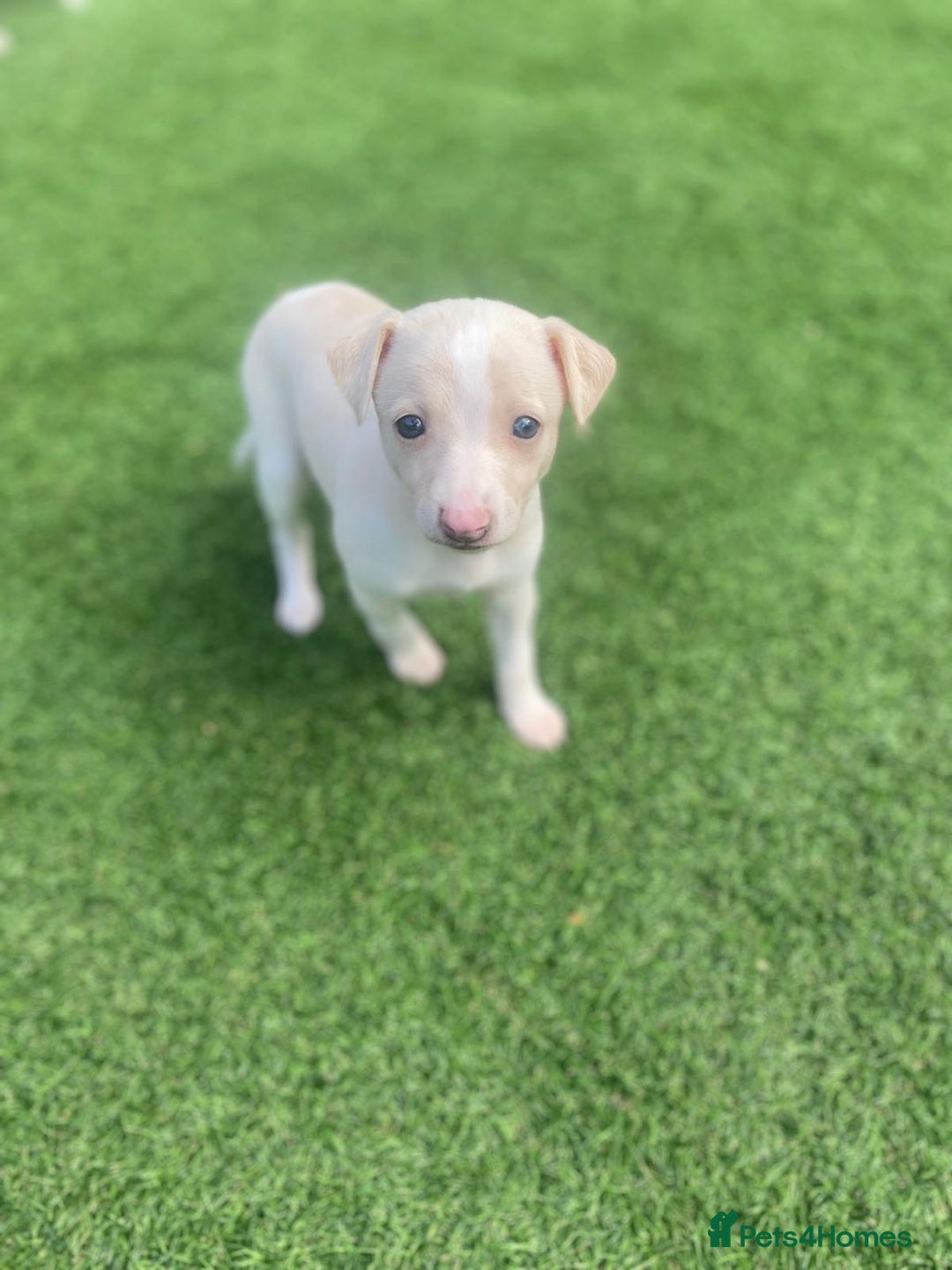 Italian Greyhound dogs for sale: Italian greyhound puppies - Image 9