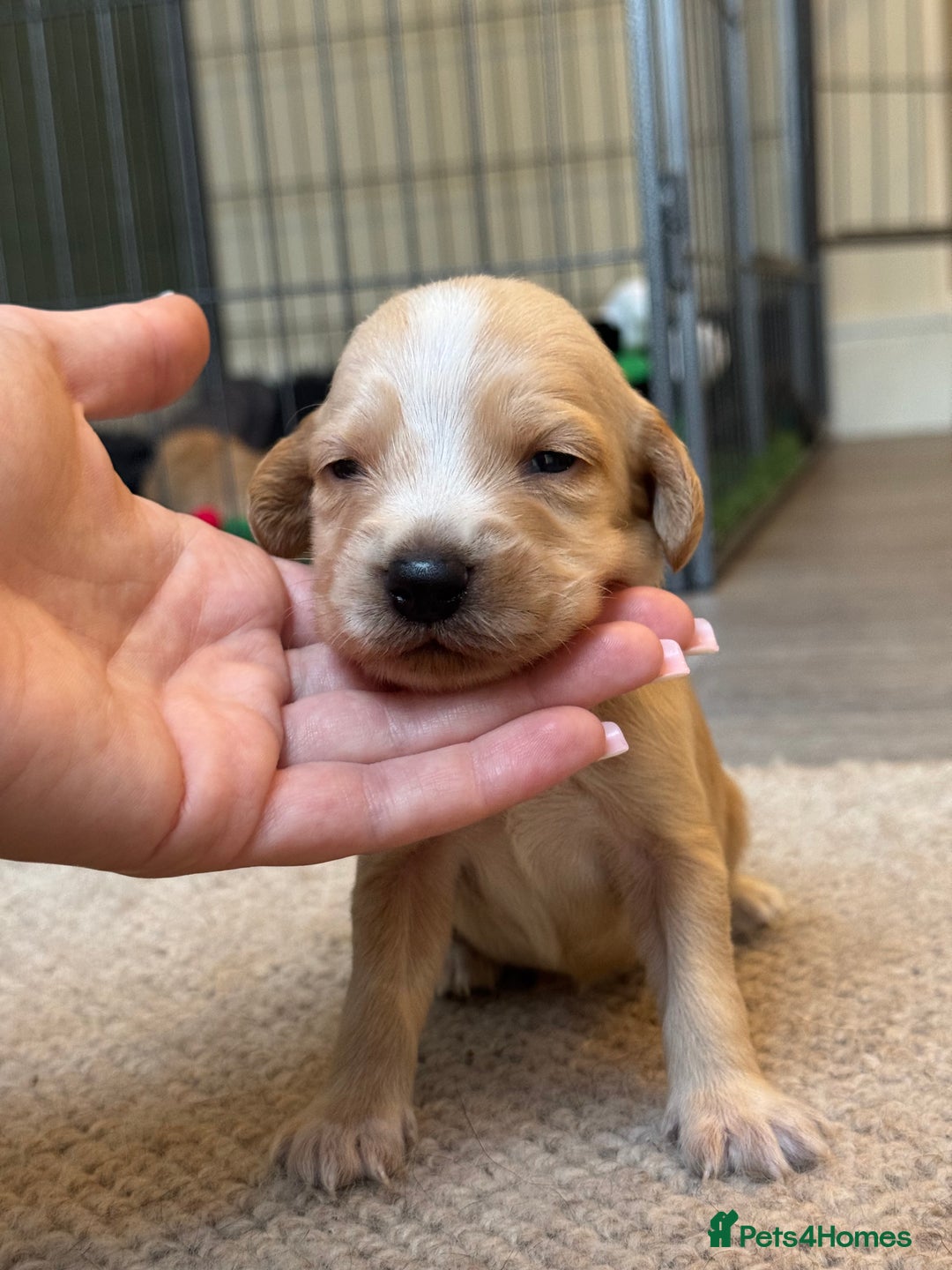 Cockerdor dogs for sale: Cockerdor/ Spanador Puppies. KC registered parents - Advert 30