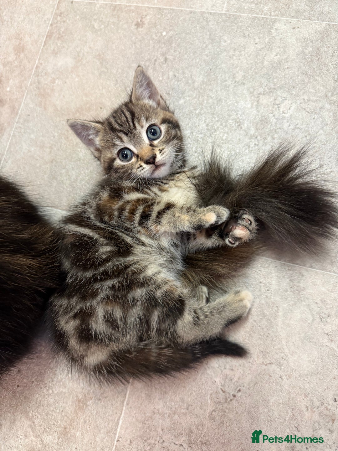 British Shorthair cats for sale: Gorgeous kittens  - Advert 33