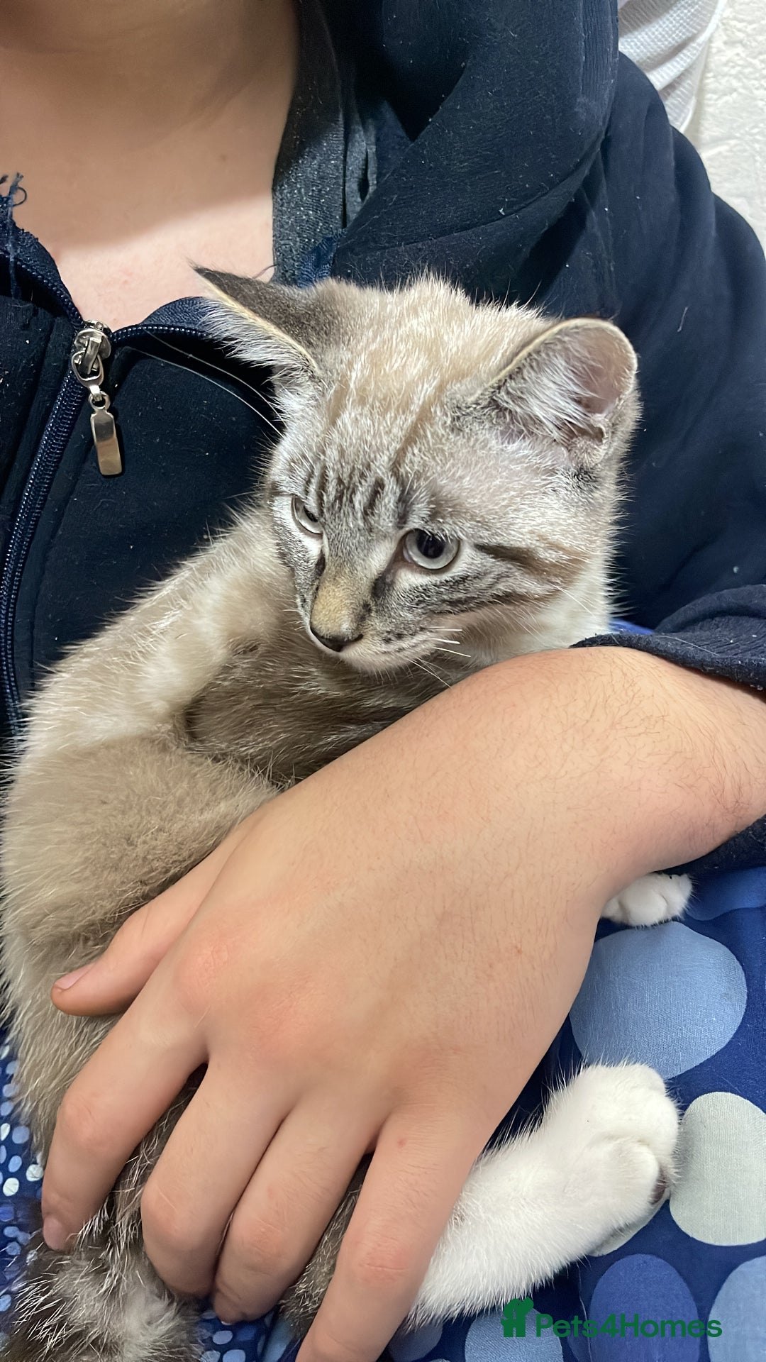 British Shorthair cats for sale: Beautiful british short hair mix kitten - Advert 4