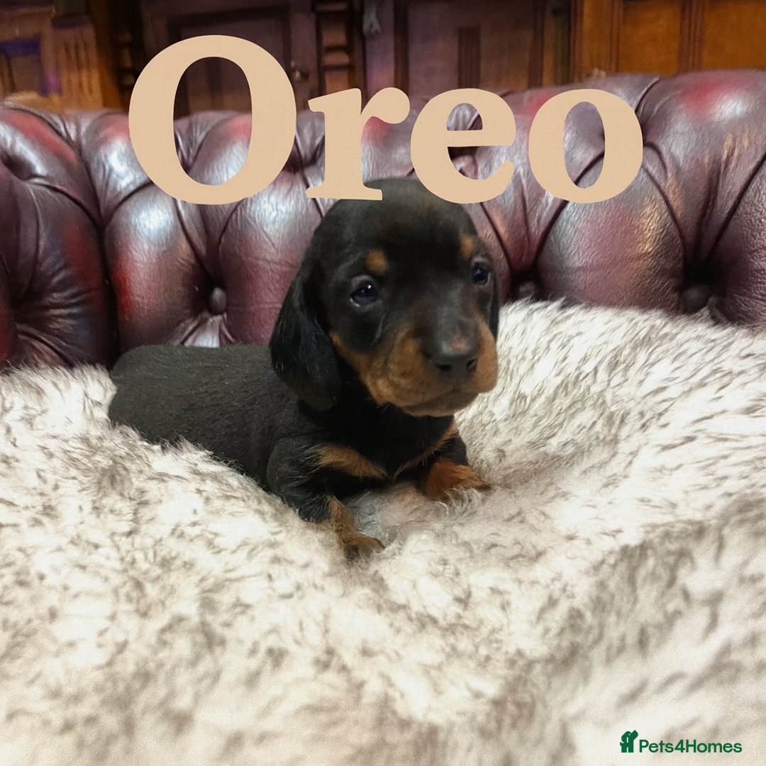 Miniature Dachshund dogs for sale: RARE KC 2 Isabella+tan boys, 1 chocolate and tan  - Advert 20