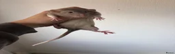 Rat rodents for sale: Female baby dumbo rat - Advert 2