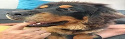 Tibetan Mastiff dogs for sale: Brenda needs a home  in Ashford - Advert 11