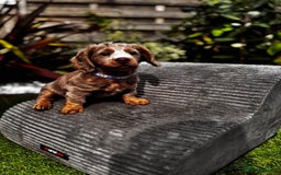 Miniature Dachshund dogs for sale: 💗 READY TO LEAVE - K.C MINIATURE DACHSHUND 💗 - Image 21
