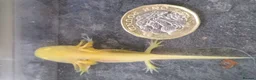 Axolotl reptiles for sale: Axolotls, various colours, quan discount available - Advert 5