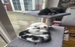 Domestic Shorthair cats for sale: 2 kittens for sale £80 both  - Image 8
