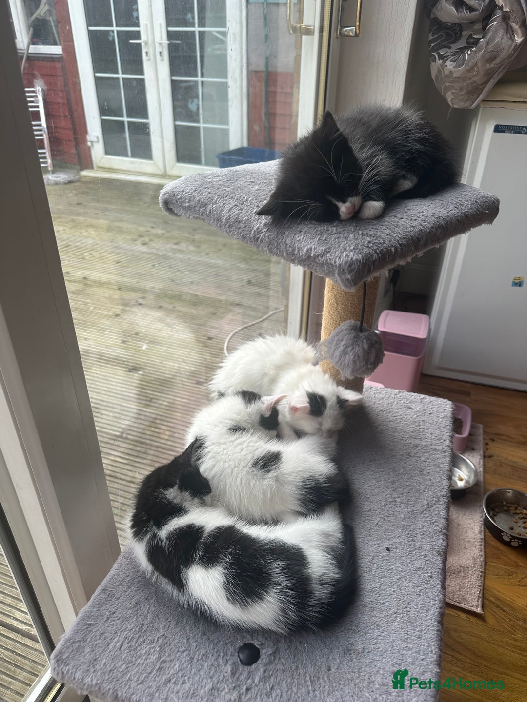 Domestic Shorthair cats for sale: 2 kittens for sale £80 both  - Image 8