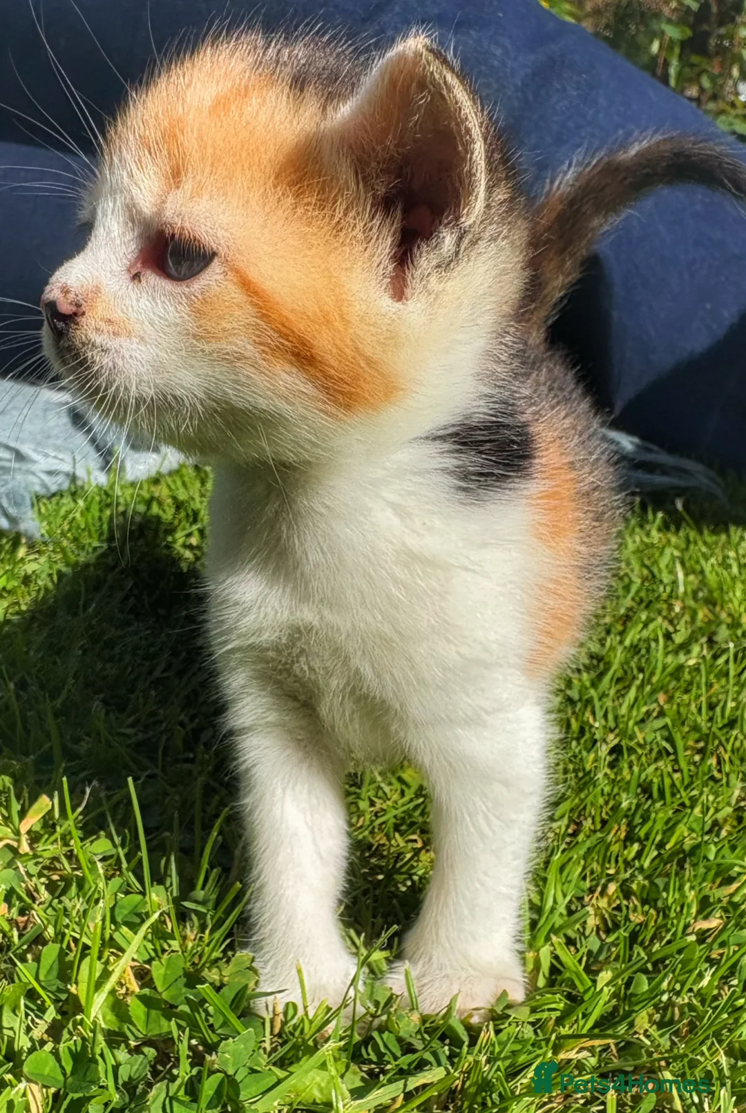 Mixed Breed cats for sale: Gorgeous moggie kittens - Advert 3
