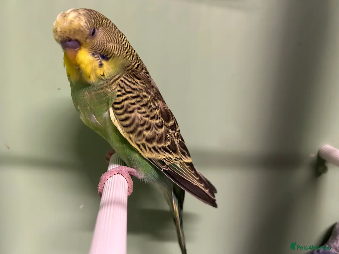 Budgerigars birds for sale: Budgies for Sale  - Advert 8