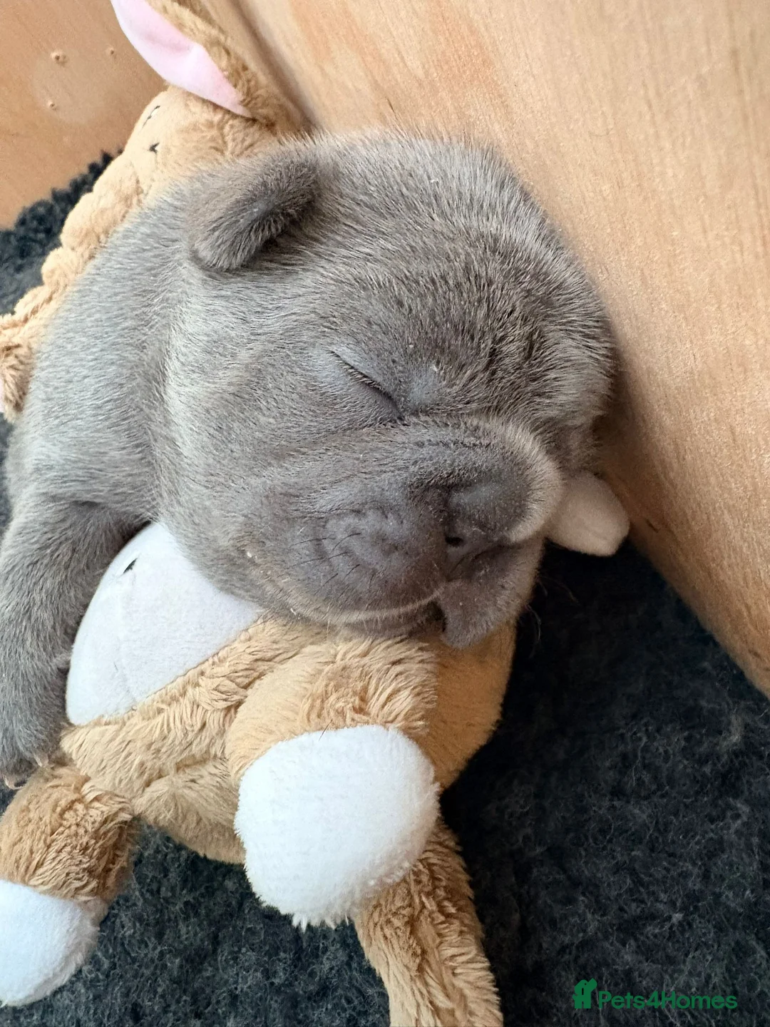 Mixed Breed dogs for sale: Frenchton male for sale - Advert 2