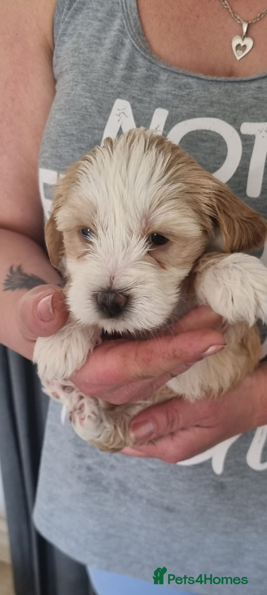 Tibetan Terrier dogs Last Female  Stunning Tibetan Terrier Puppies ! - Advert 1