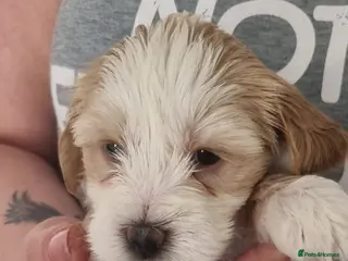 Tibetan Terrier dogs Last Female Stunning Tibetan Terrier Puppies ! - Advert 5