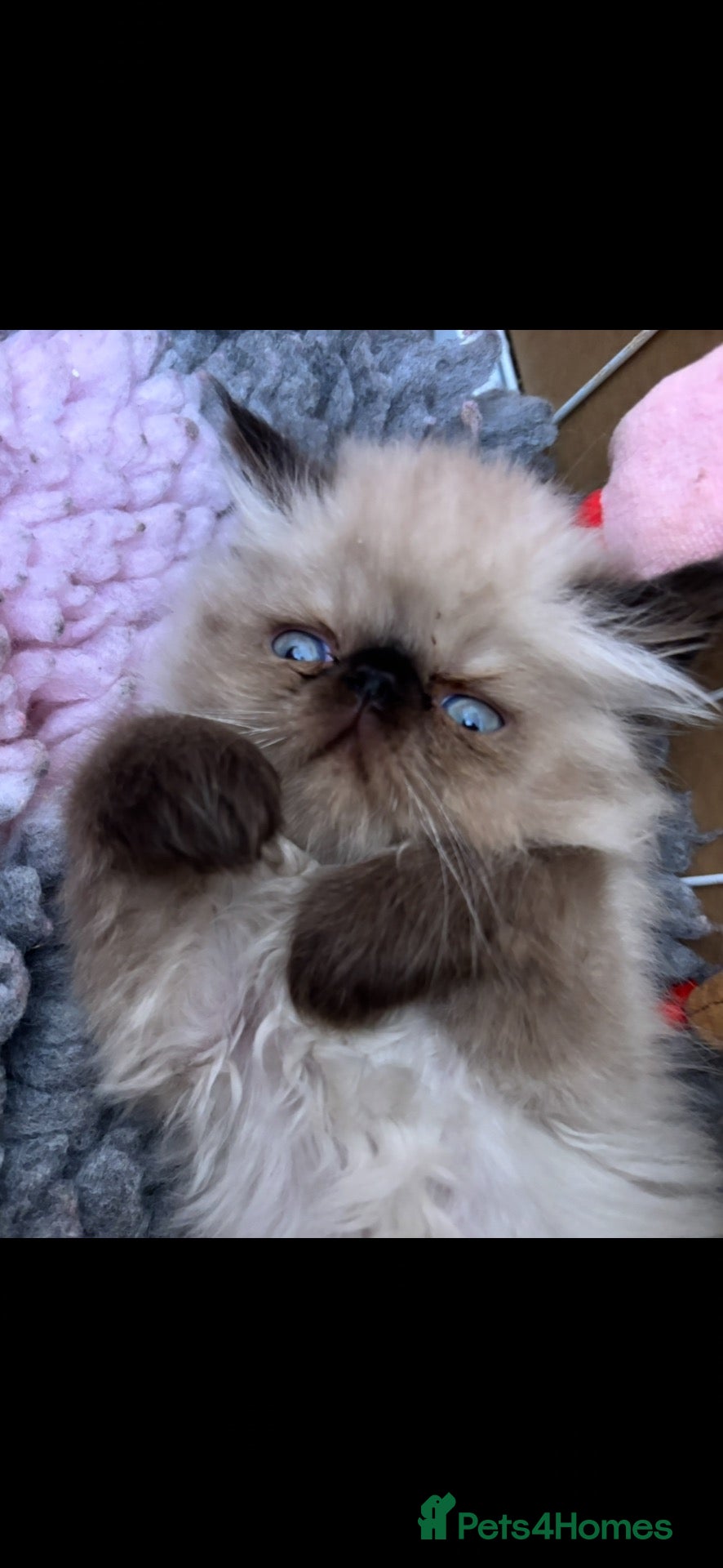 Persian cats Stunning colour point Persians - Advert 2