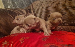 Chihuahua dogs for sale: 3 Kc registered lilac chihuahuas  - Image 6