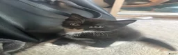 Mixed Breed cats for sale: Beautiful playful kittens looking for forever home - Advert 9