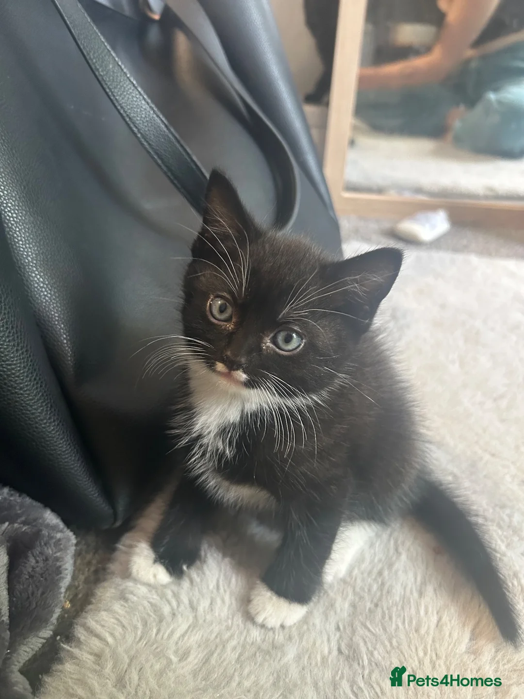 Mixed Breed cats for sale: Beautiful playful kittens looking for forever home - Advert 9