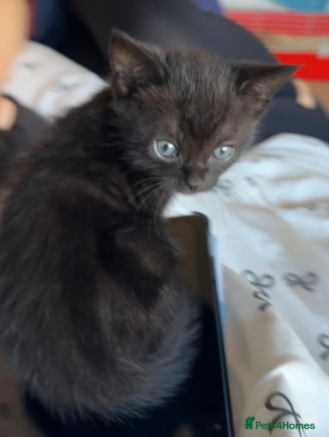 Mixed Breed cats for sale: Kittens  in Northampton - Advert 3