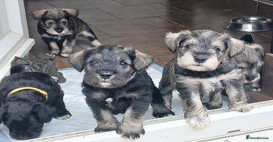 Miniature Schnauzer dogs - Advert 10