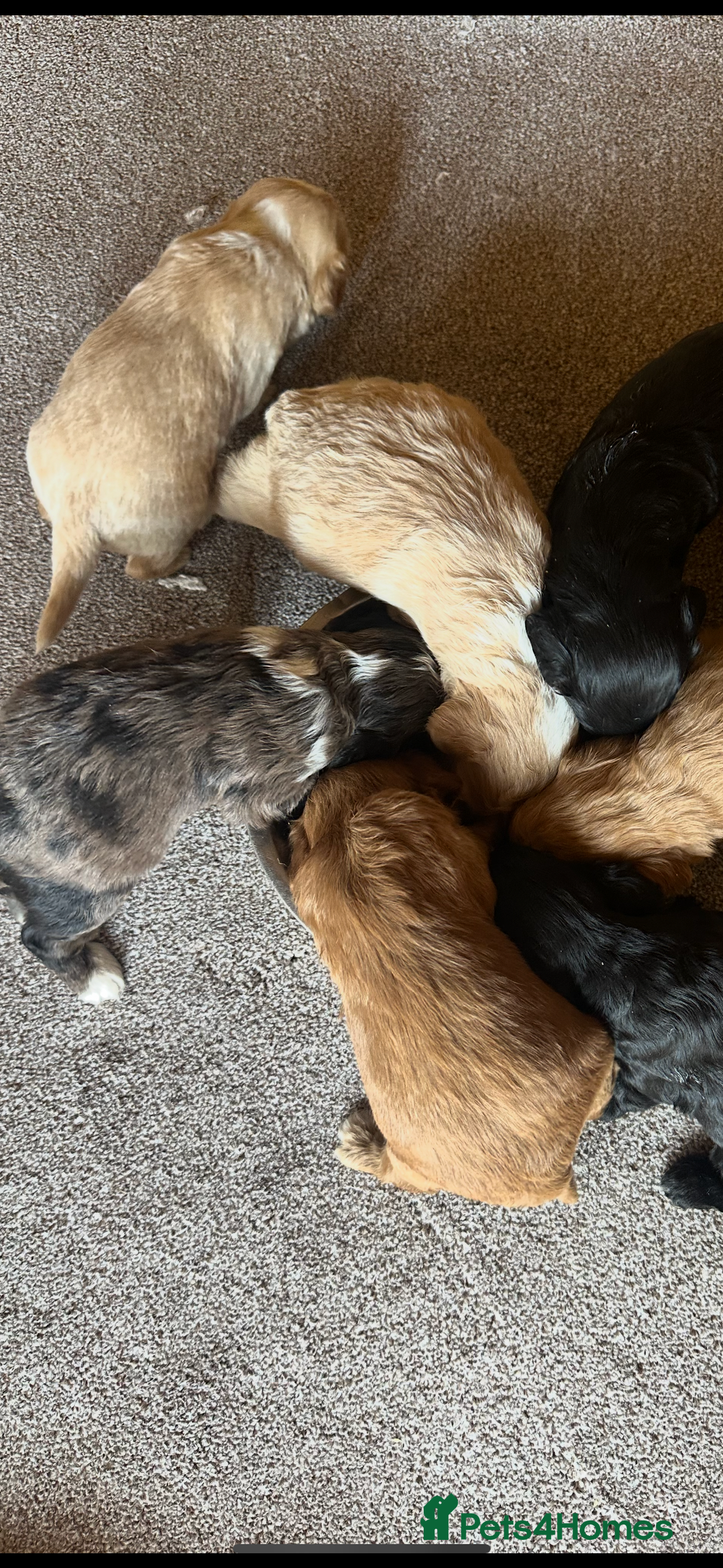 Cockapoo dogs for sale: Beautiful cockapoos looking for forever homes  - Image 24