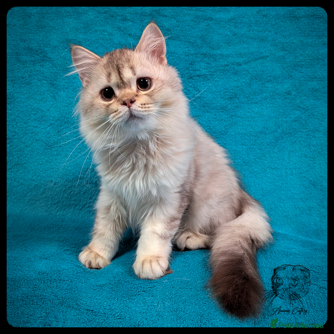 Scottish Fold cats for sale: TICA Registered Scottish kittens - Advert 1