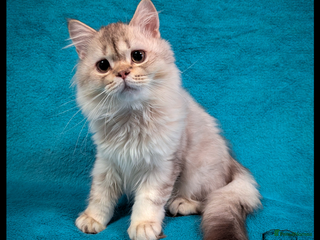 Scottish Fold cats TICA Registered Scottish kittens - Advert 15