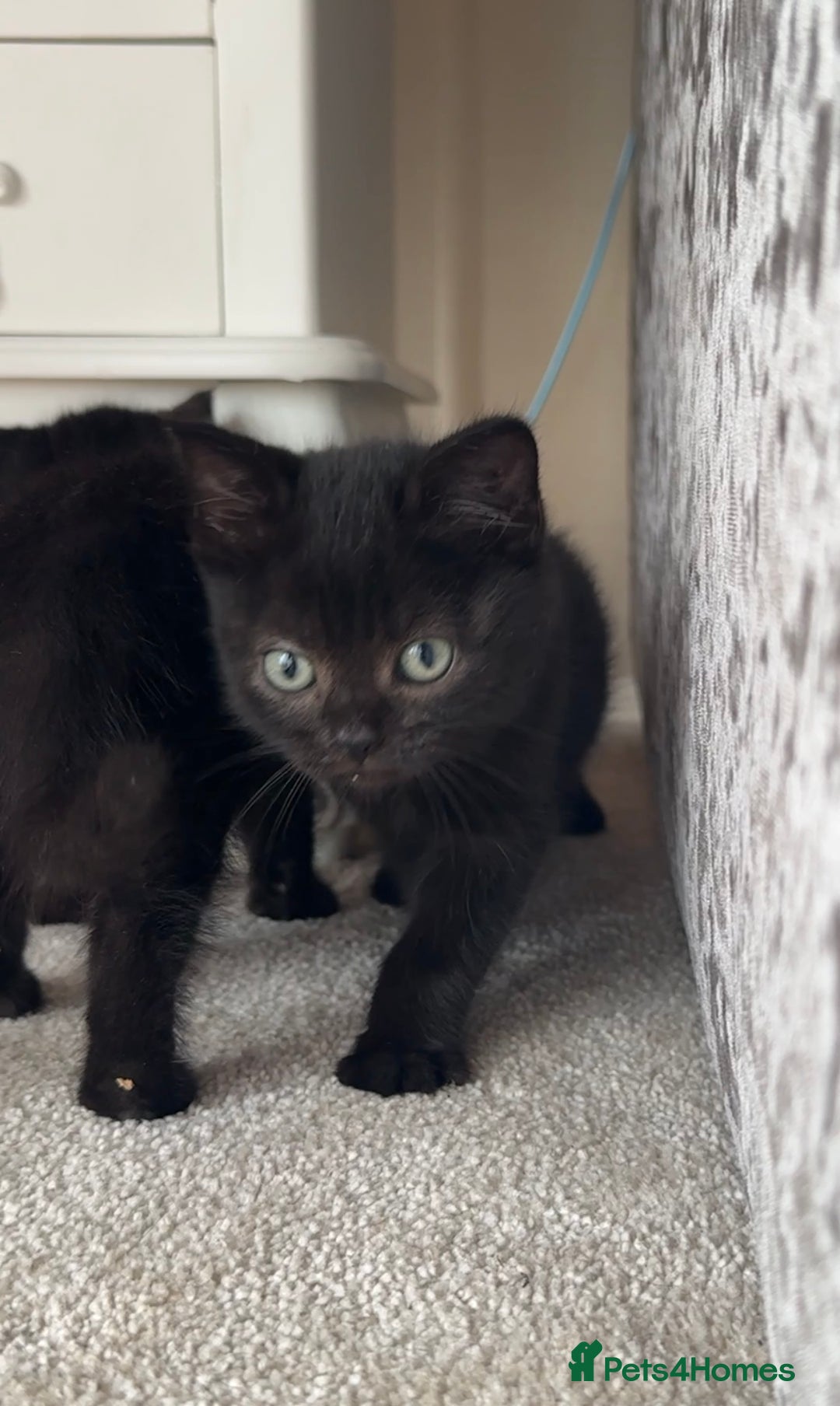 British Shorthair cats for sale: British Blue x kittens - Image 1
