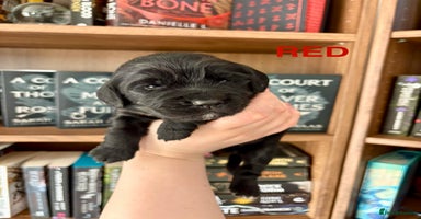 Cocker Spaniel dogs - Advert 1