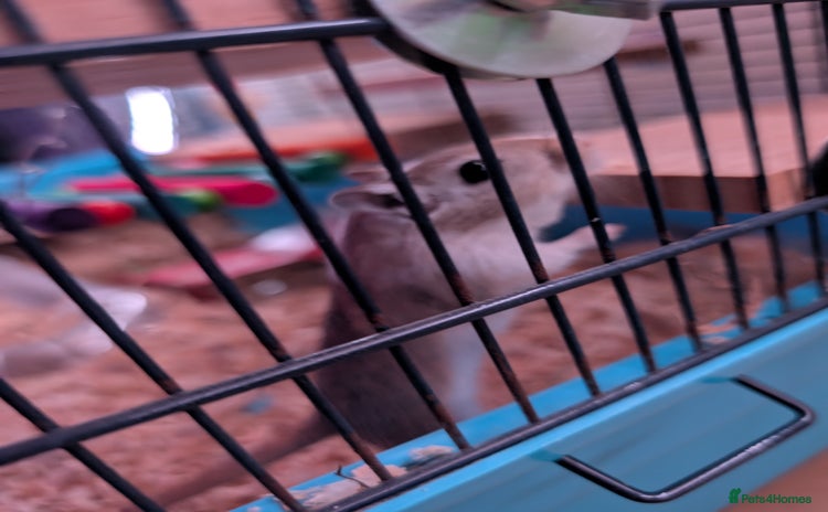Gerbil rodents - Advert 14