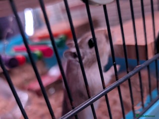 Gerbil rodents - Advert 2