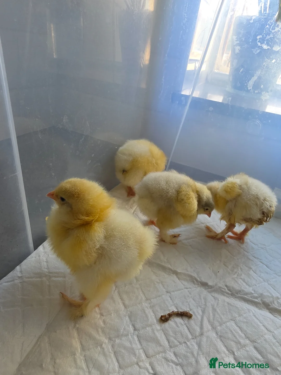 Chickens poultry for sale: 4 x week old LF white cochin chicks in Banbury - Advert 2