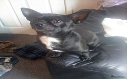 Pomchi dogs for sale: Chihuahua - Advert 1