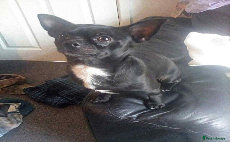 Pomchi dogs Chihuahua - Advert 1