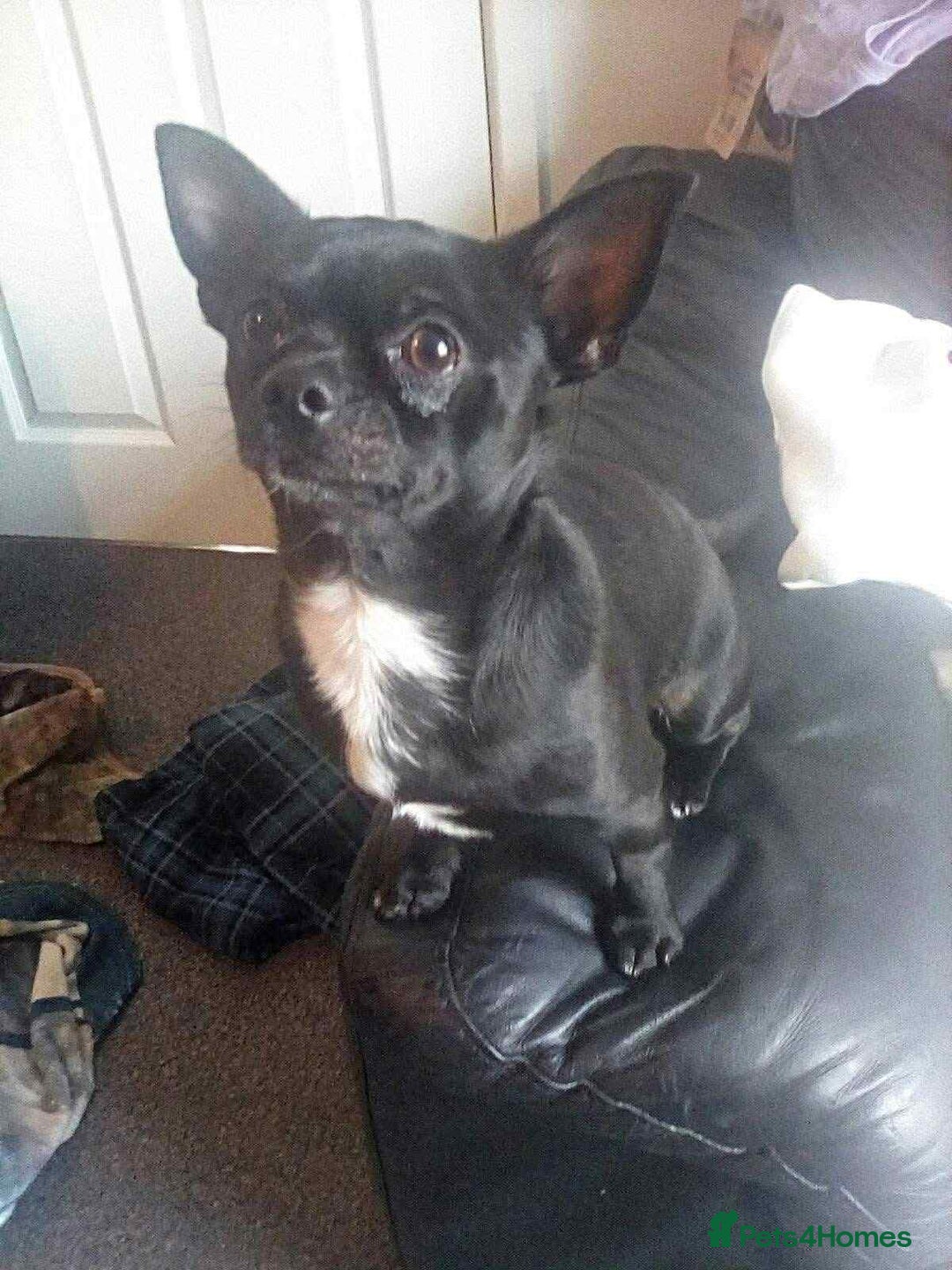 Pomchi dogs for sale: Chihuahua - Advert 1