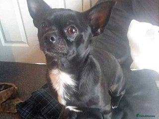 Pomchi dogs for sale: Chihuahua - Advert 1