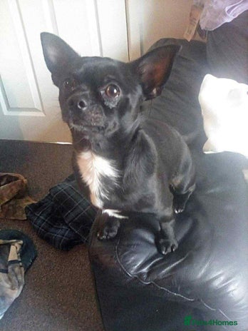 Pomchi dogs Chihuahua - Advert 1